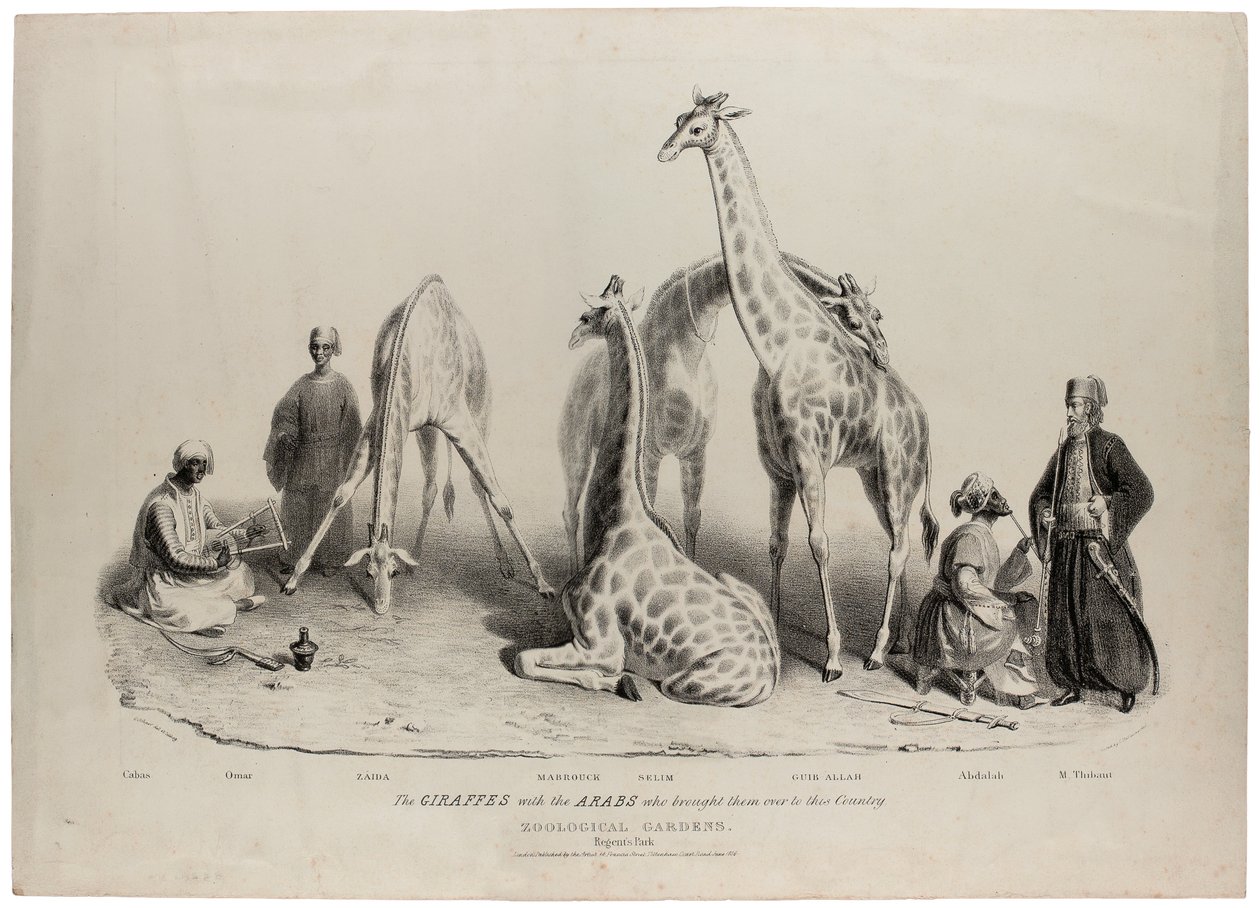De giraffen met de Arabieren die ze naar dit land brachten, Zoological Gardens, Regents Park, Londen, juni 1836, lithografie door Charles Hullmandel (1789-1850) door George Snr Scharf