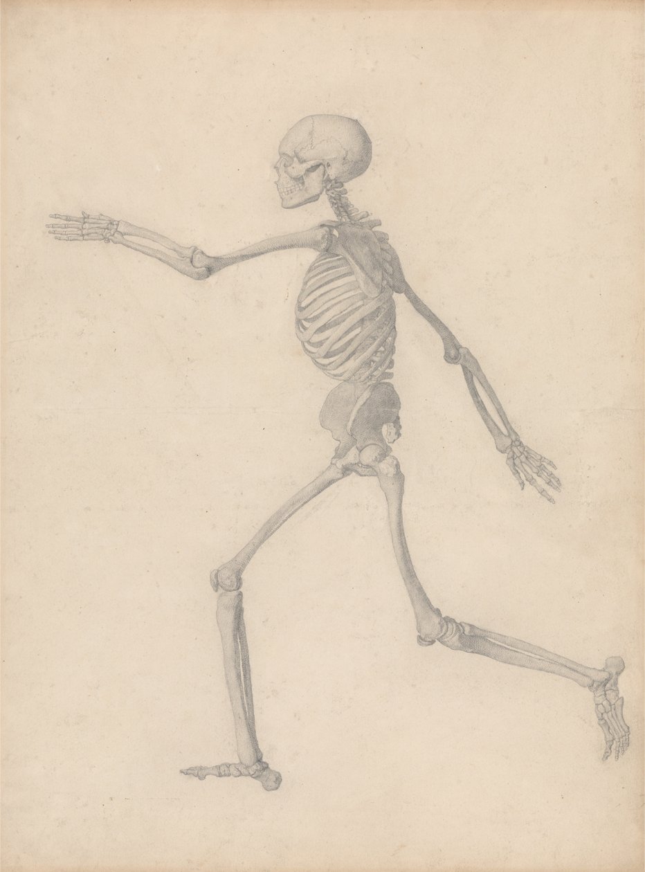 Een vergelijkende anatomische expositie van de structuur van het menselijk lichaam met die van een tijger en een gewone vogel: Menselijk skelet, zijaanzicht (dicht bij de definitieve studie voor Tafel III maar verschilt in detail) door George Stubbs