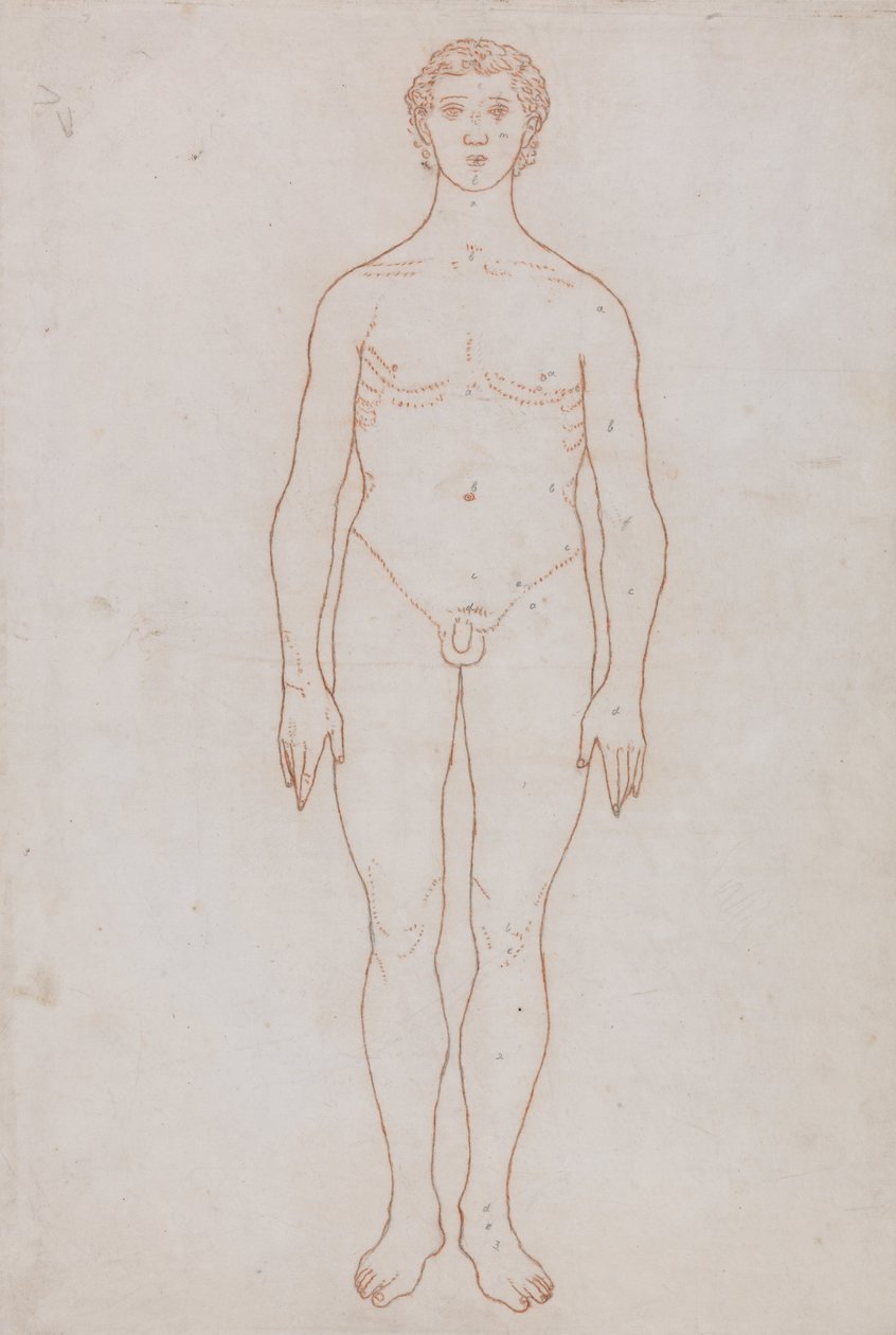 Een Vergelijkende Anatomische Expositie van de Structuur van het Menselijk Lichaam met die van een Tijger en een Co... door George Stubbs
