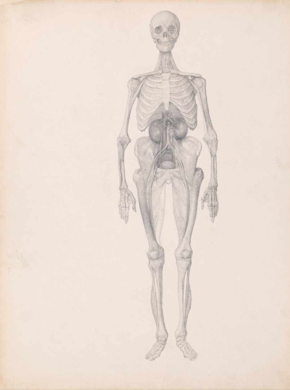 Een vergelijkende anatomische expositie van de structuur van het menselijk lichaam met dat van een tijger en een koe door George Stubbs