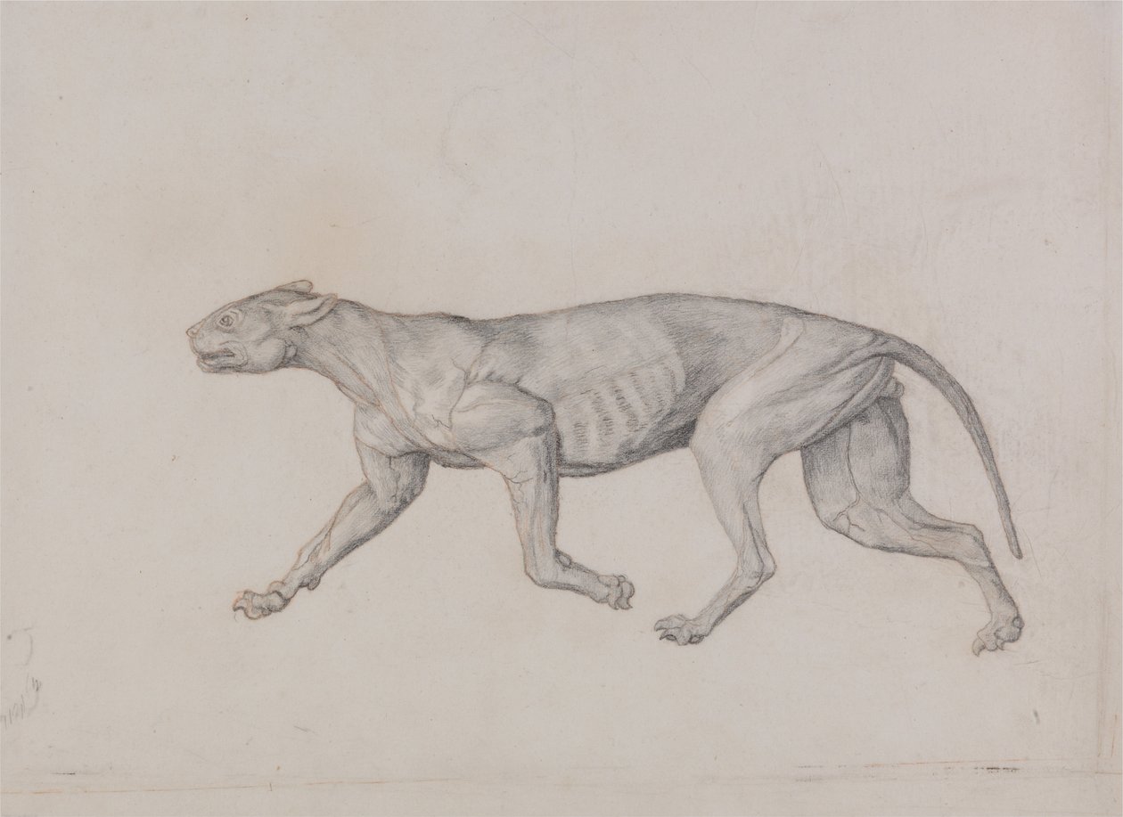 Een Vergelijkende Anatomische Expositie van de Structuur van het Menselijk Lichaam met die van een Tijger en een Koe door George Stubbs
