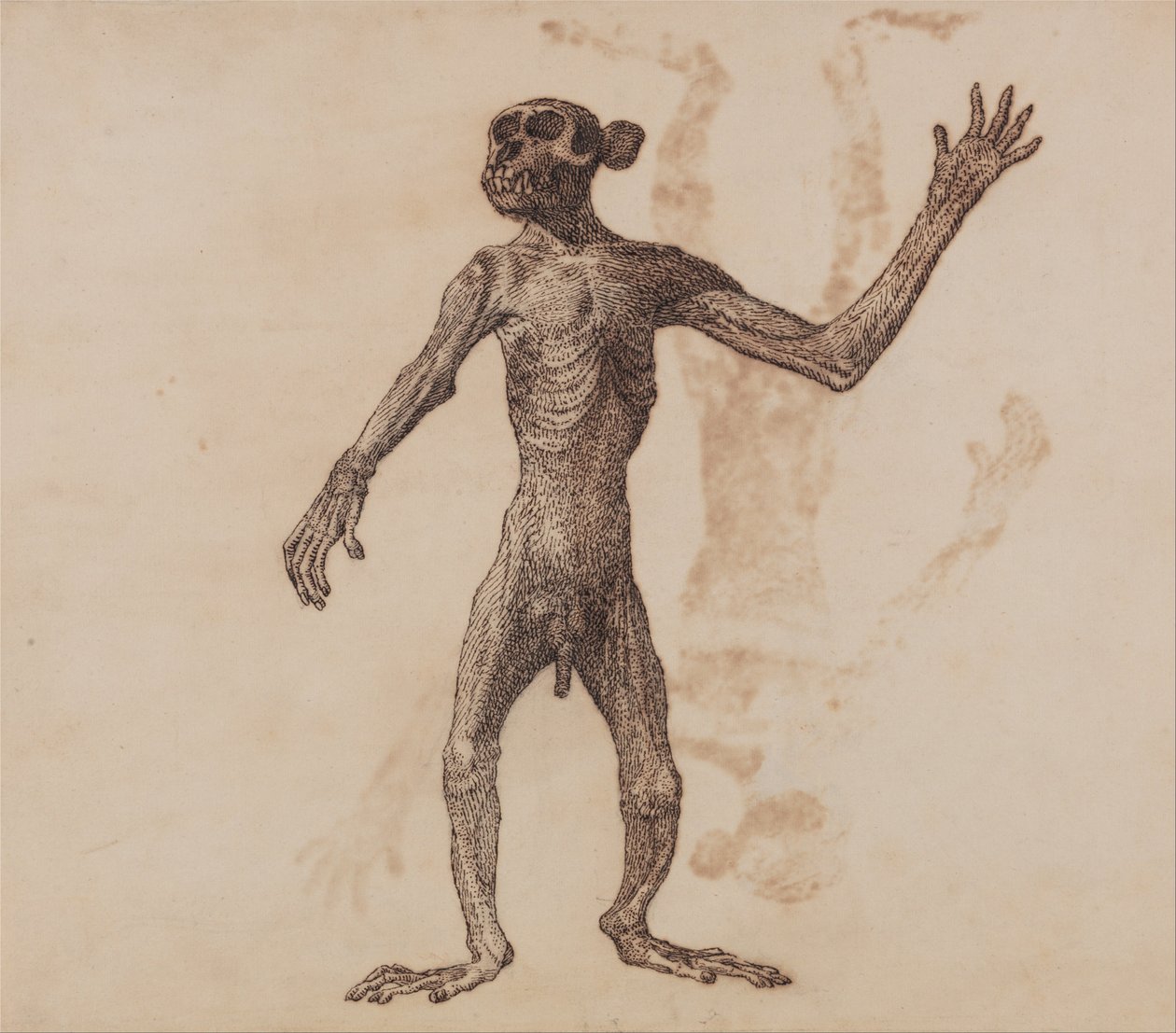 Een vergelijkende anatomische expositie van de structuur van het menselijk lichaam met dat van een tijger en een co... door George Stubbs