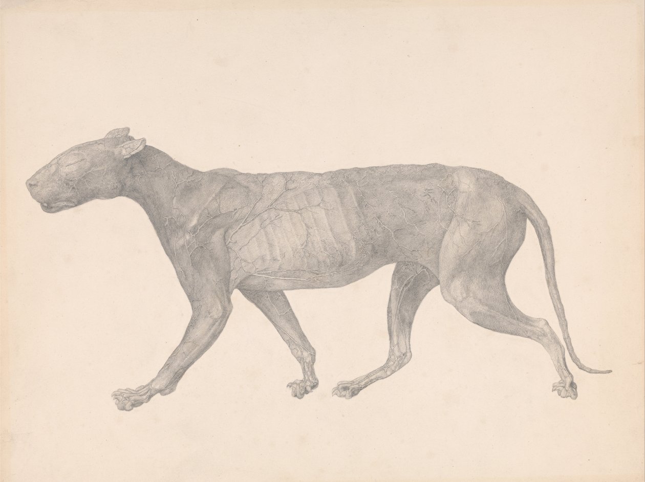 Een vergelijkende anatomische expositie van de structuur van het menselijk lichaam met dat van een tijger en een co... door George Stubbs