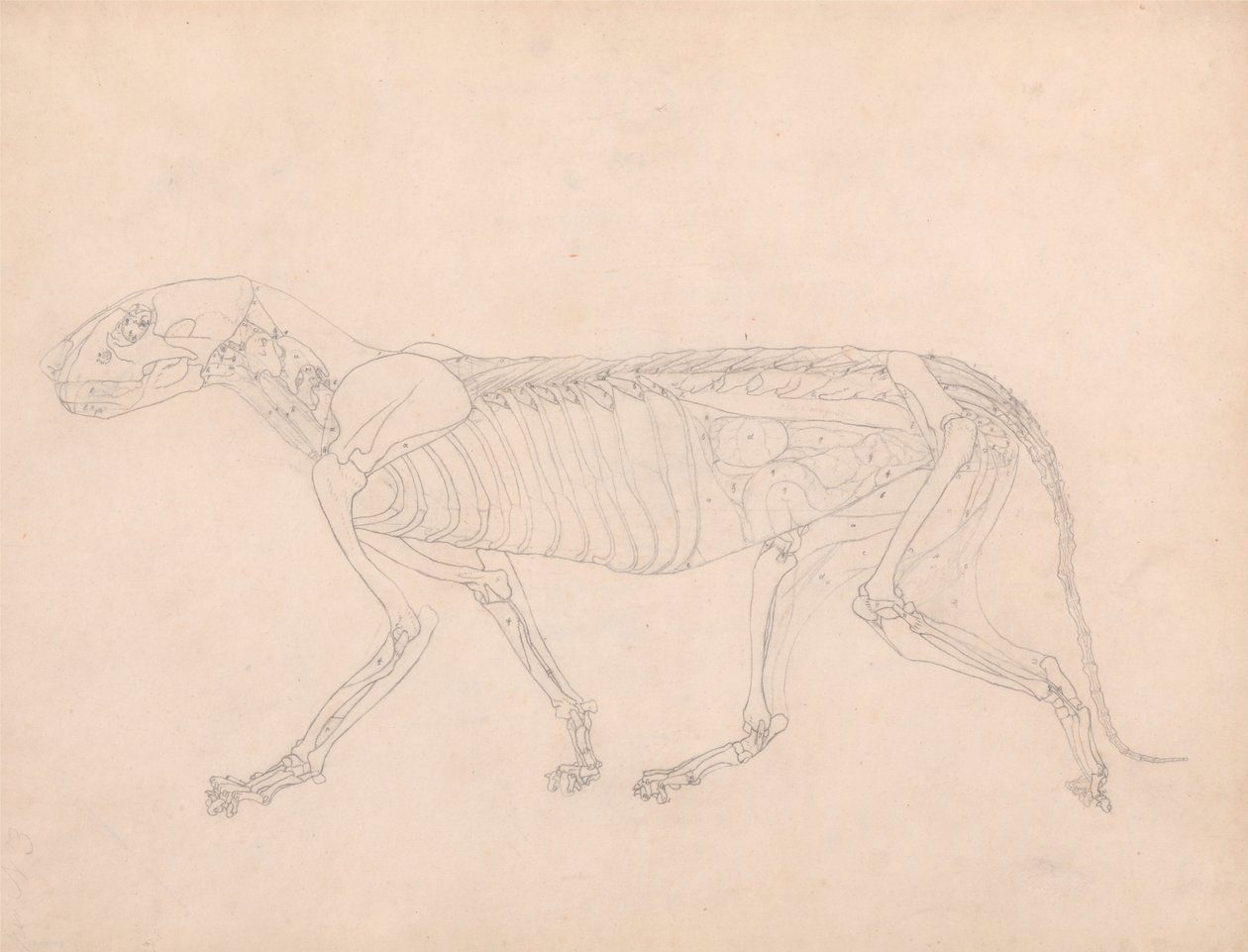 Een vergelijkende anatomische expositie van de structuur van het menselijk lichaam met die van een tijger en een koe door George Stubbs