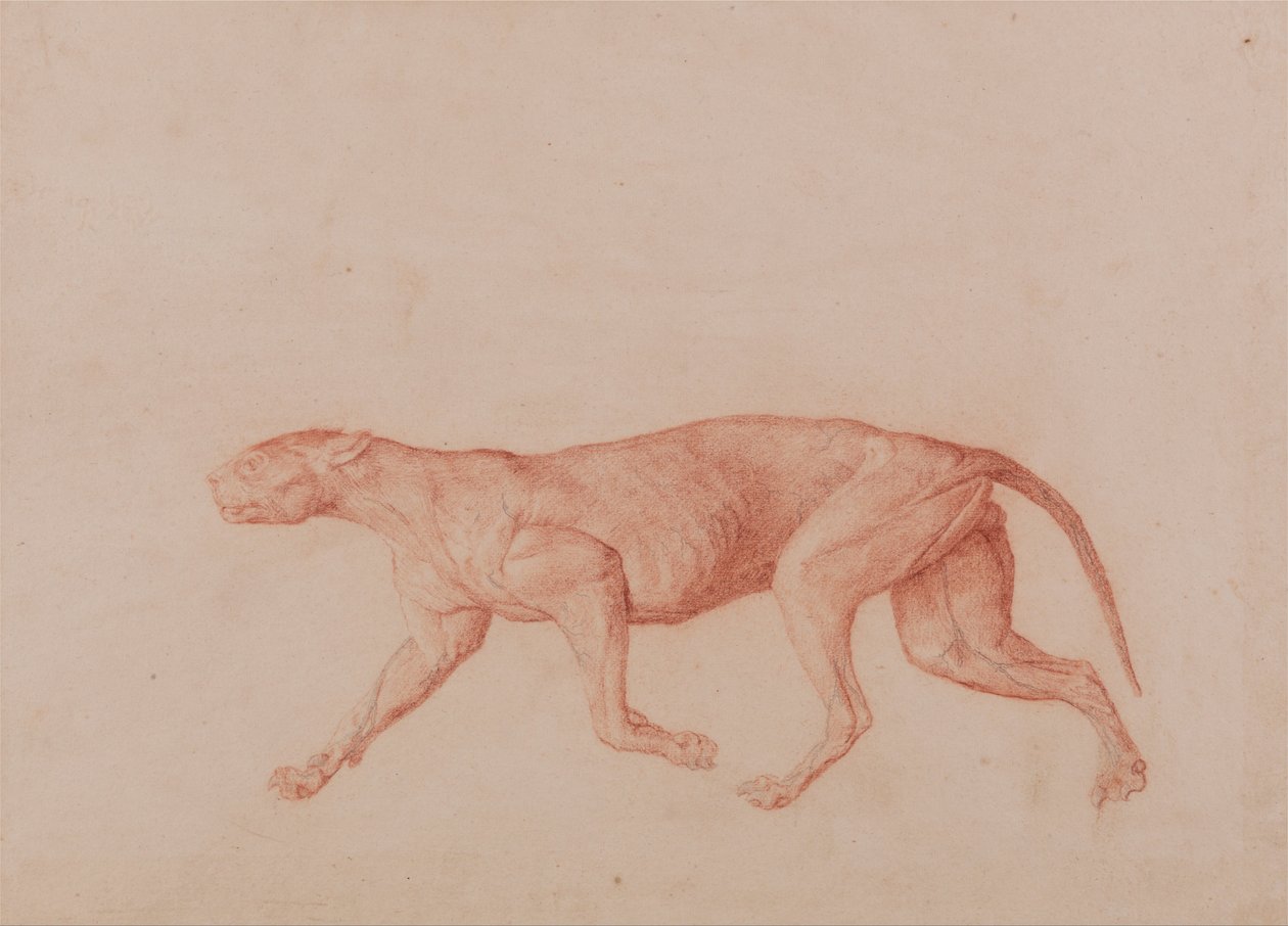 Een vergelijkende anatomische expositie van de structuur van het menselijk lichaam met dat van een tijger en een koe door George Stubbs