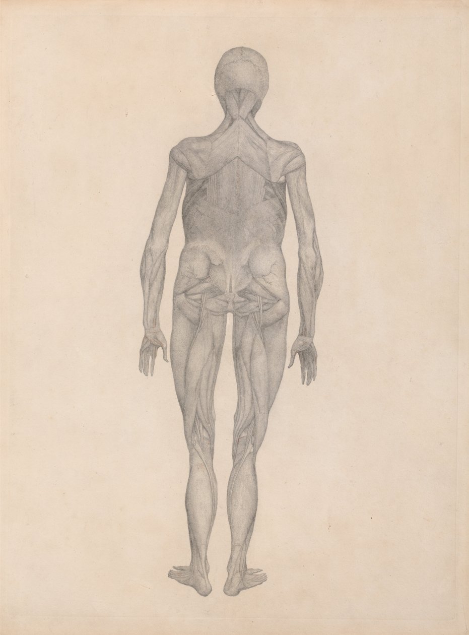 Een vergelijkende anatomische expositie van de structuur van het menselijk lichaam met dat van een tijger en een koe door George Stubbs