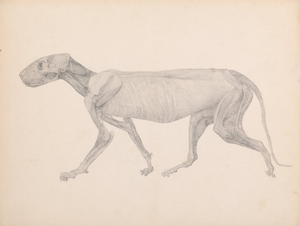 Vergelijkende anatomische expositie van de structuur van het menselijk lichaam met die van een tijger en een koe door George Stubbs