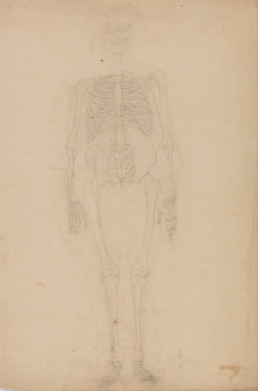 Een vergelijkende anatomische expositie van de structuur van het menselijk lichaam met die van een tijger en een koe door George Stubbs