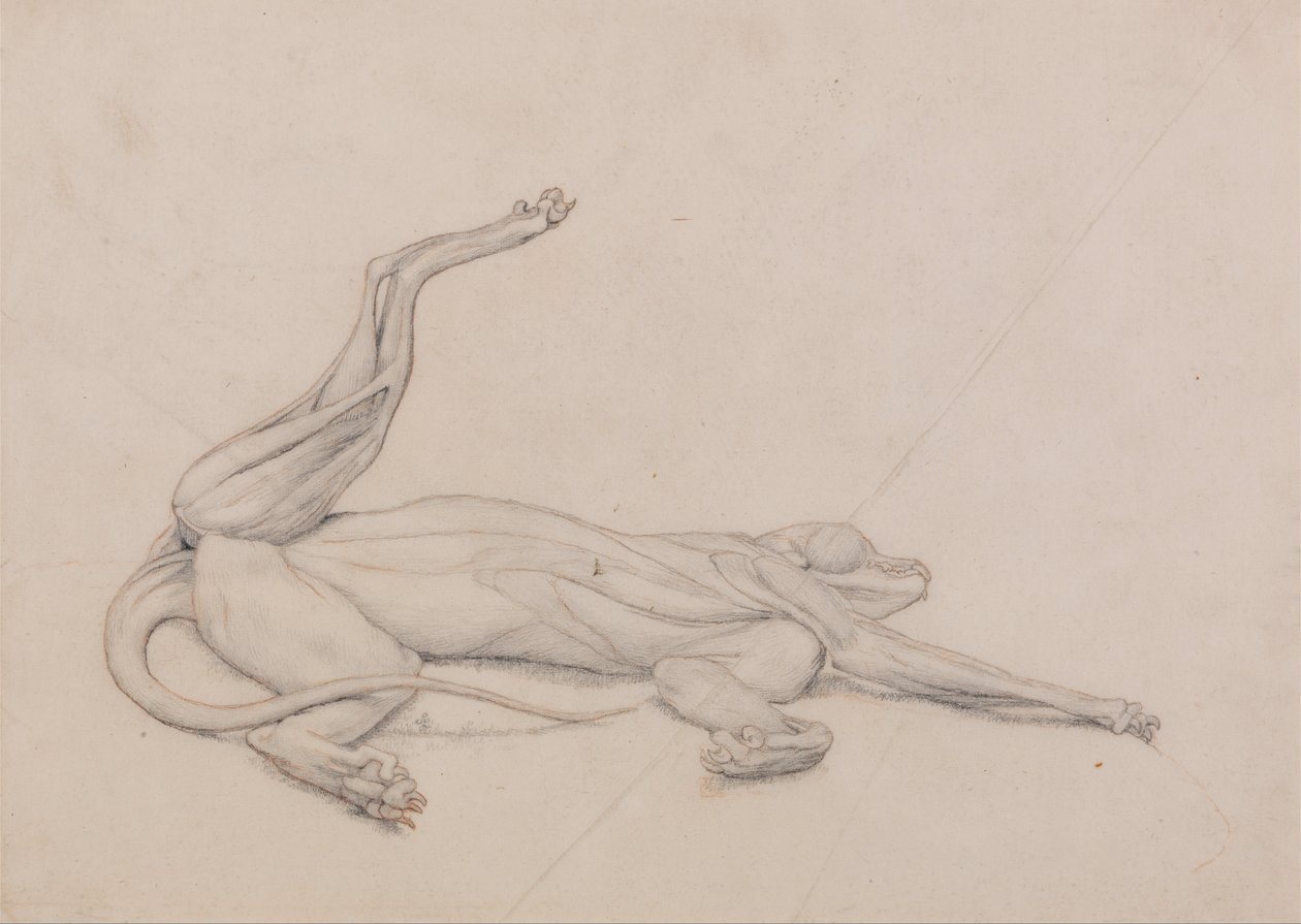 Een vergelijkende anatomische expositie van de structuur van het menselijk lichaam met die van een tijger en een koe... door George Stubbs