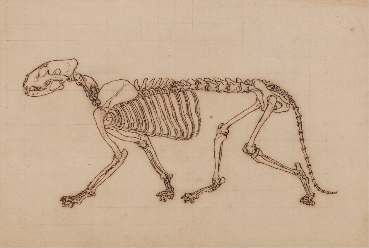 Een vergelijkende anatomische expositie van de structuur van het menselijk lichaam met dat van een tijger en een koe door George Stubbs