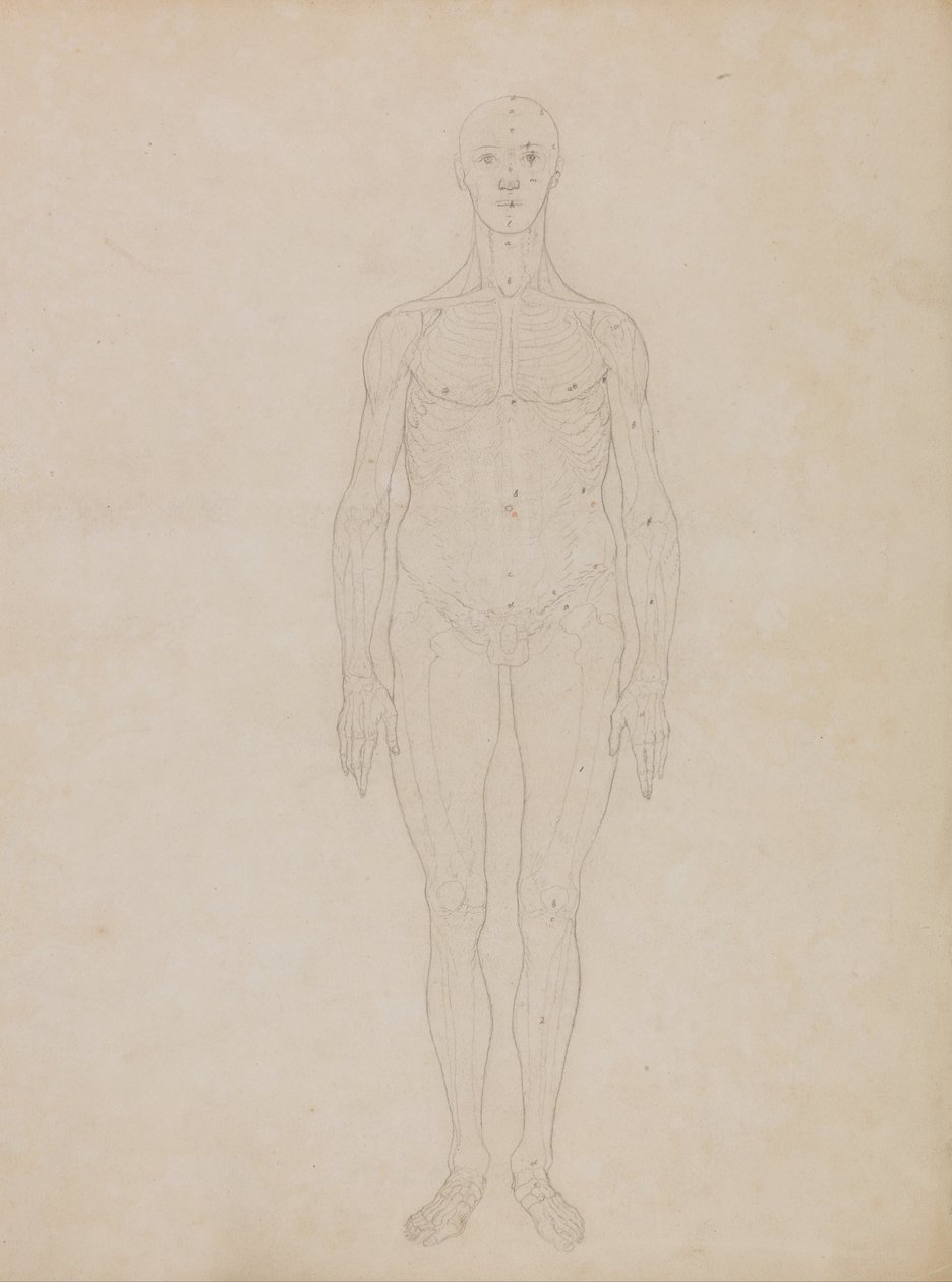 Een vergelijkende anatomische expositie van de structuur van het menselijk lichaam met dat van een tijger en een koe door George Stubbs