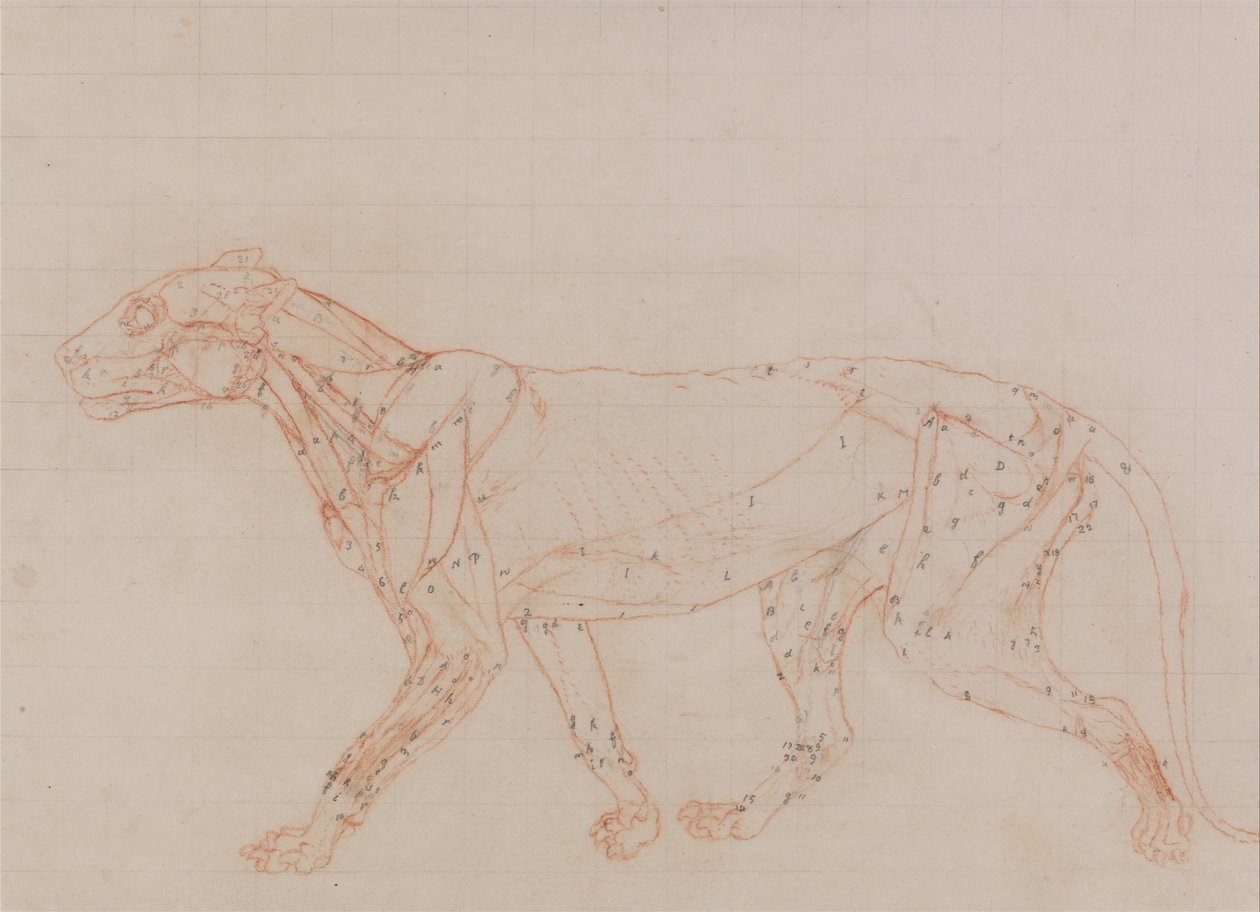 Een vergelijkende anatomische expositie van de structuur van het menselijk lichaam met dat van een tijger en een koe door George Stubbs