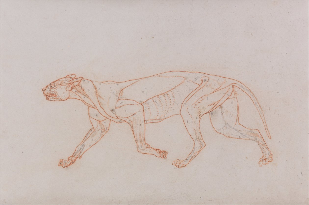Een vergelijkende anatomische expositie van de structuur van het menselijk lichaam met dat van een tijger en een koe door George Stubbs