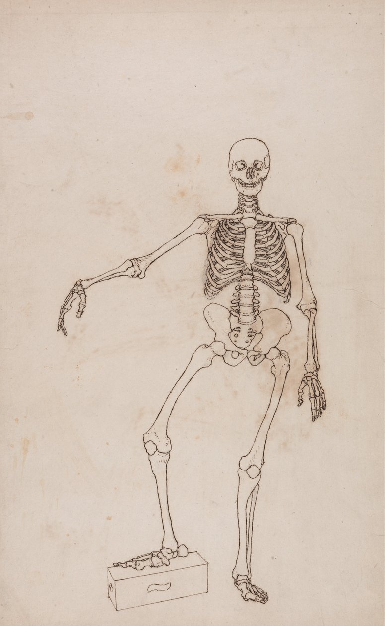 Een Vergelijkende Anatomische Expositie van de Structuur van het Menselijk Lichaam met die van een Tijger en een Koe door George Stubbs