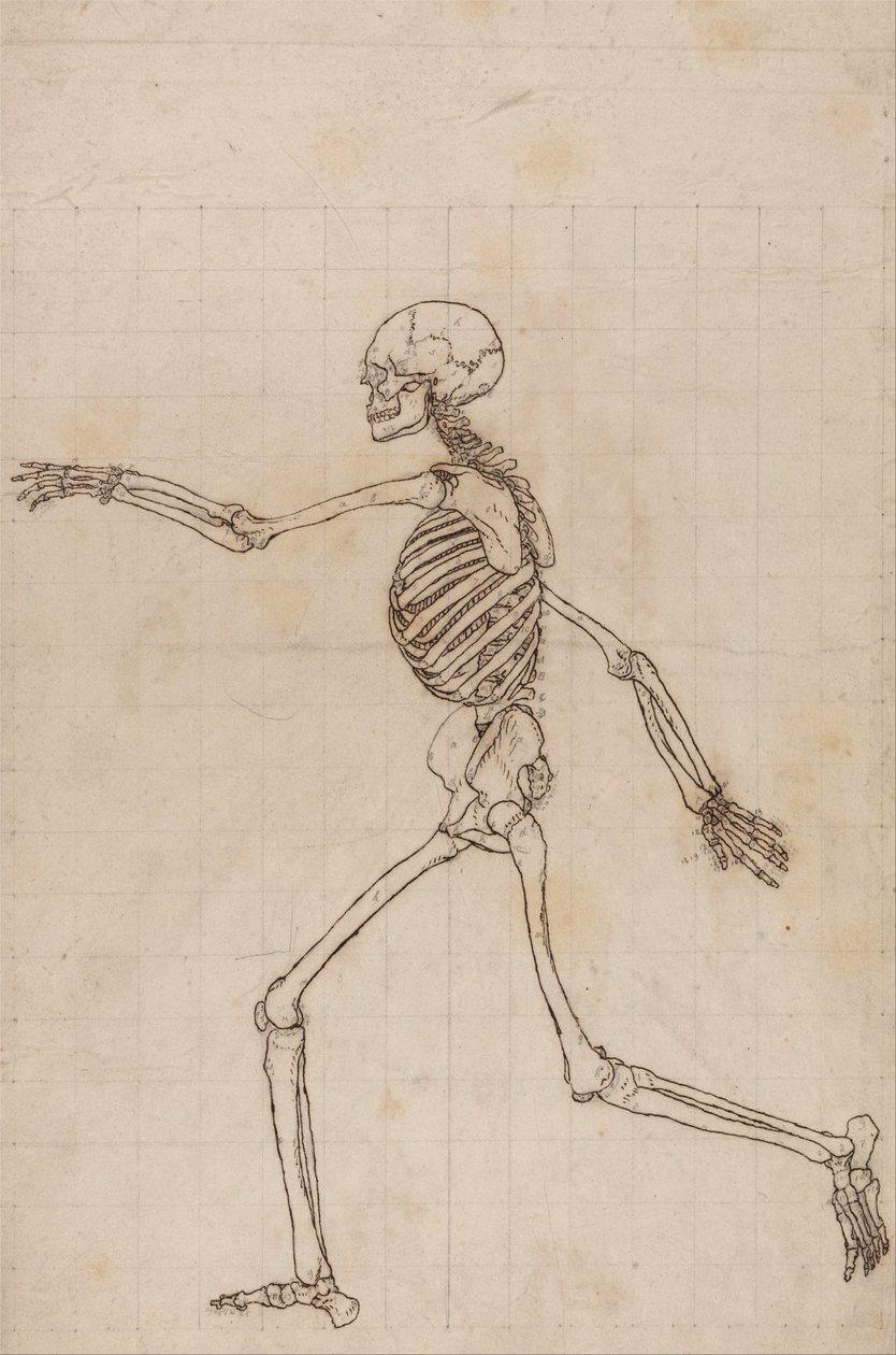 Een Vergelijkende Anatomische Expositie van de Structuur van het Menselijk Lichaam met die van een Tijger en een Koe door George Stubbs