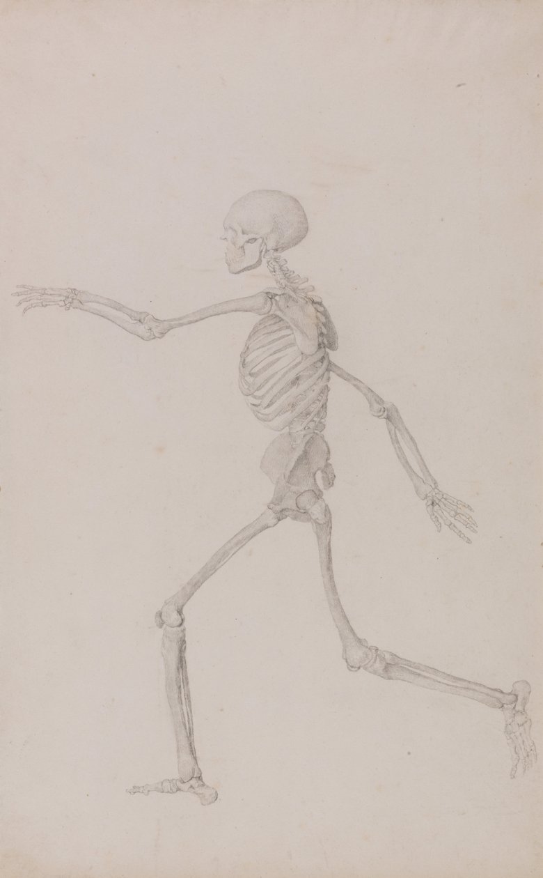 Een Vergelijkende Anatomische Expositie van de Structuur van het Menselijk Lichaam met die van een Tijger en een Koe door George Stubbs