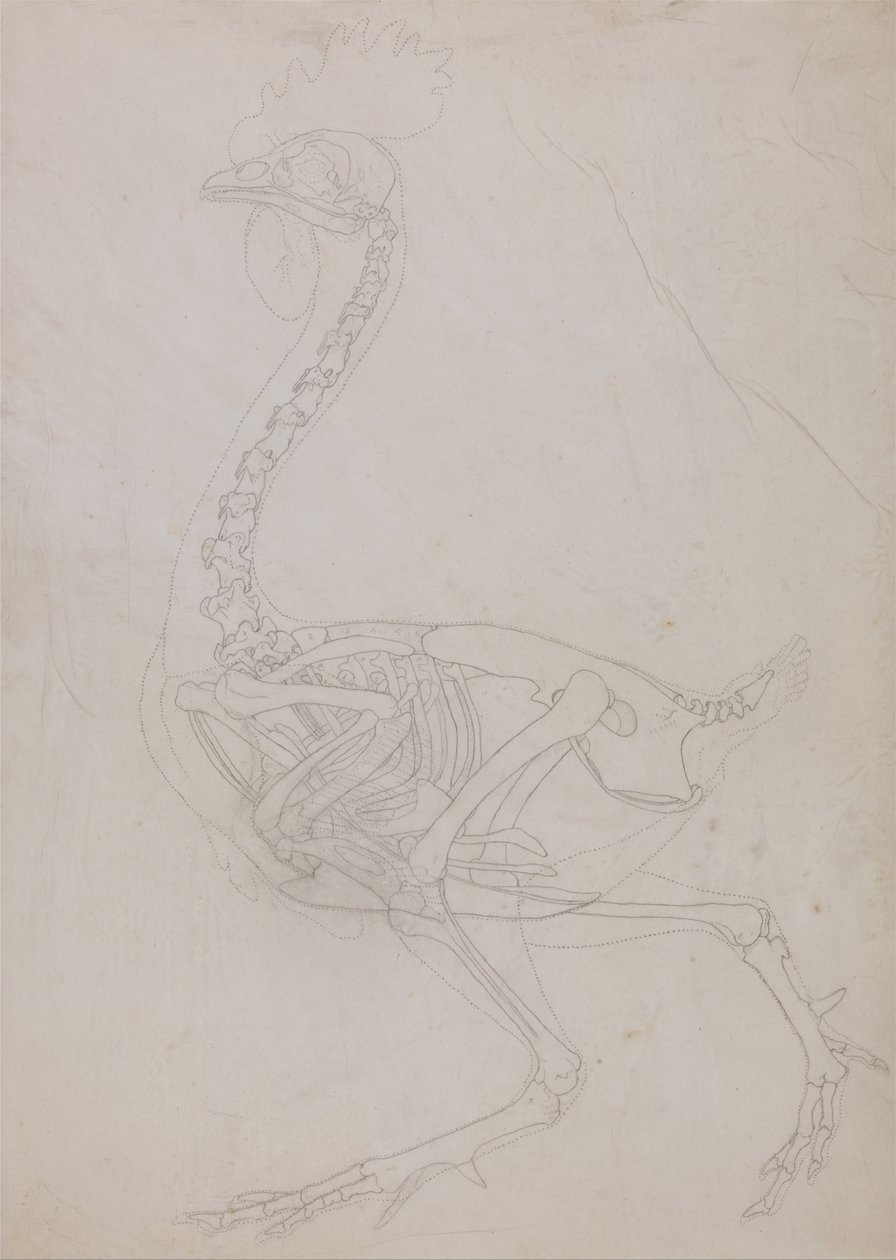 Een vergelijkende anatomische expositie van de structuur van het menselijk lichaam met die van een tijger en een koe door George Stubbs
