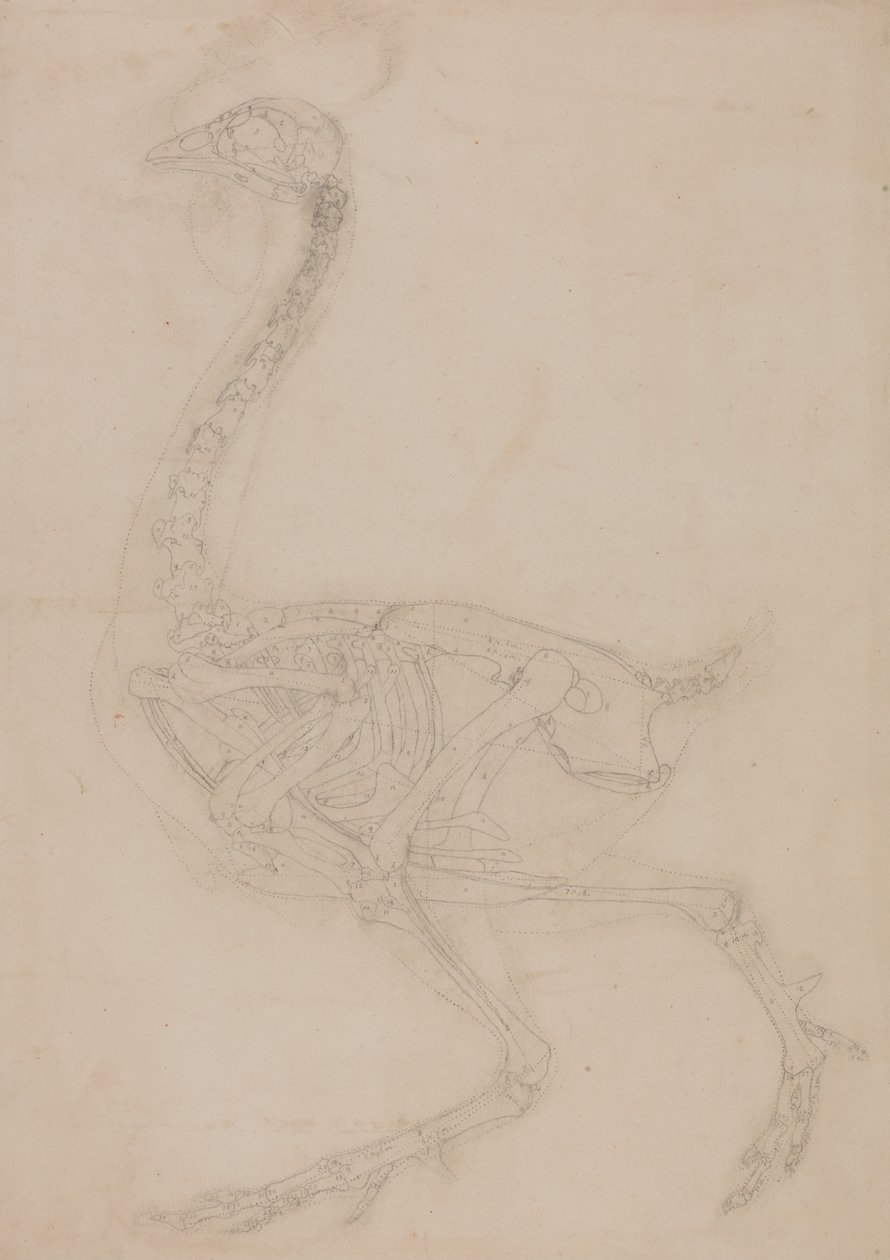 Een vergelijkende anatomische expositie van de structuur van het menselijk lichaam met dat van een tijger en een co... door George Stubbs