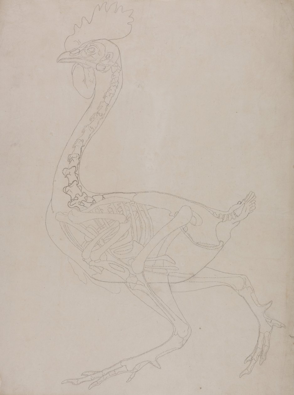 Vergelijkende Anatomische Expositie van de Structuur van het Menselijk Lichaam met die van een Tijger en een Koe door George Stubbs