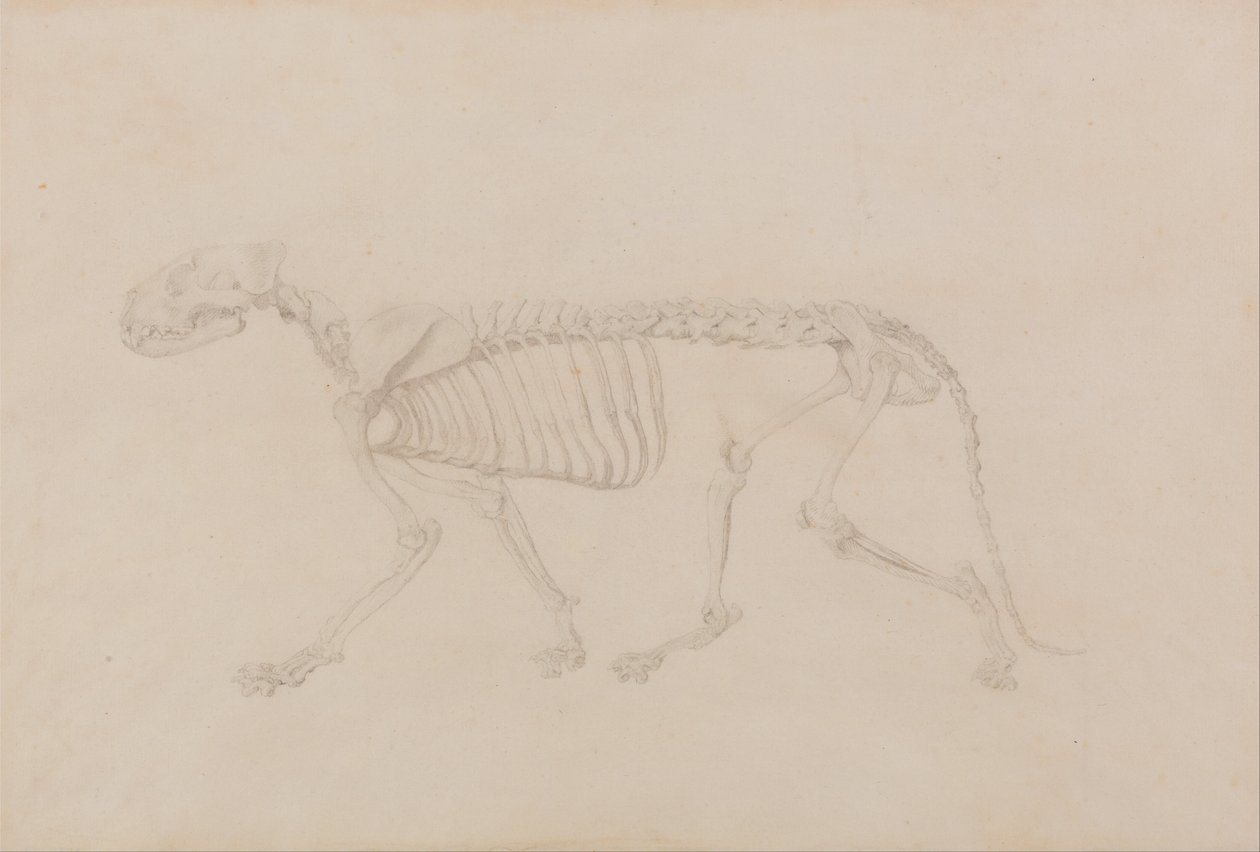 Vergelijkende anatomische expositie van de structuur van het menselijk lichaam met die van een tijger en een koe door George Stubbs