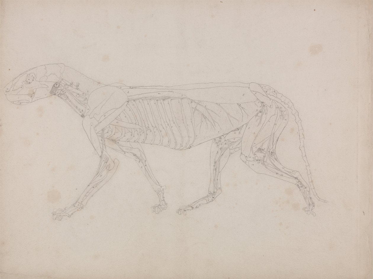 Een vergelijkende anatomische expositie van de structuur van het menselijk lichaam met die van een tijger en een koe door George Stubbs