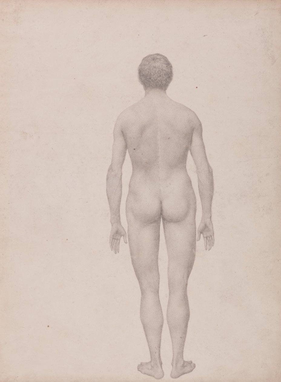 Vergelijkende anatomische expositie van de structuur van het menselijk lichaam met dat van een tijger en een koe door George Stubbs