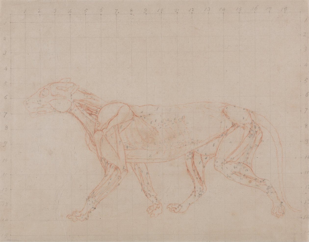 Vergelijkende anatomische expositie van de structuur van het menselijk lichaam met dat van een tijger en een koe door George Stubbs