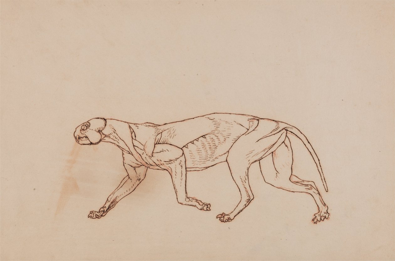 Een Vergelijkende Anatomische Expositie van de Structuur van het Menselijk Lichaam met die van een Tijger en een Koe door George Stubbs