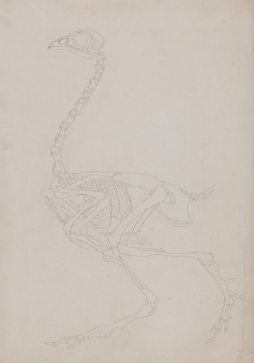 Vergelijkende Anatomische Expositie van de Structuur van het Menselijk Lichaam met die van een Tijger en een Koe door George Stubbs