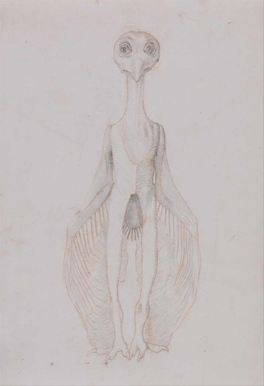 Vergelijkende Anatomische Expositie van de Structuur van het Menselijk Lichaam met die van een Tijger en een Koe door George Stubbs