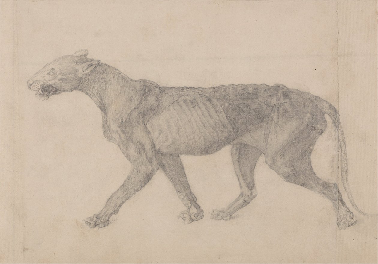 Vergelijkende anatomische expositie van de structuur van het menselijk lichaam met die van een tijger en een koe door George Stubbs