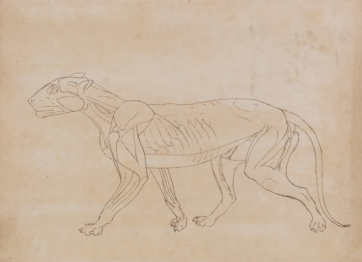 Een vergelijkende anatomische expositie van de structuur van het menselijk lichaam met die van een tijger en een koe door George Stubbs