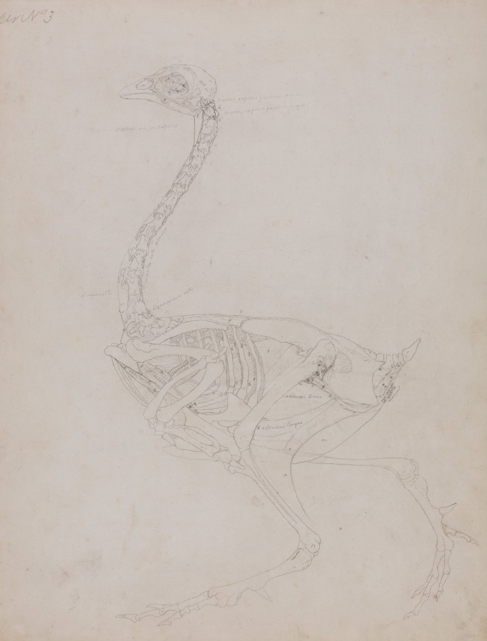 Een Vergelijkende Anatomische Expositie van de Structuur van het Menselijk Lichaam met die van een Tijger en een Koe door George Stubbs