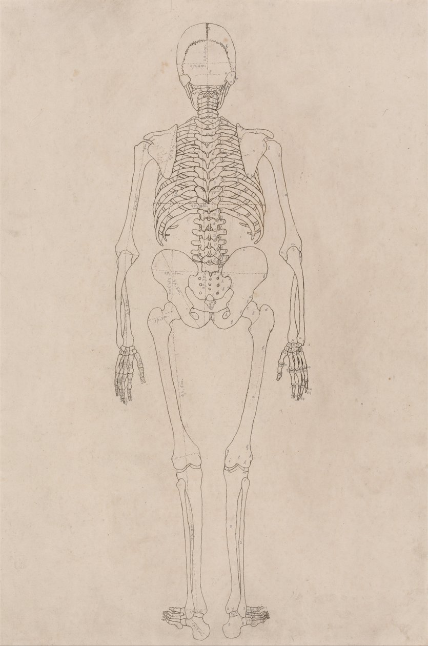 Vergelijkende anatomische expositie van de structuur van het menselijk lichaam met die van een tijger en een koe door George Stubbs