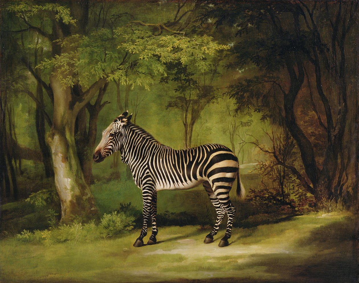 Een zebra, 1763 door George Stubbs