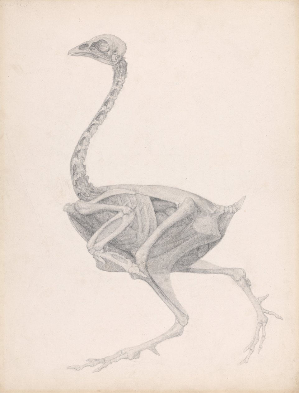 Een vergelijkende anatomische expositie van de structuur van het menselijk lichaam van een struisvogel door George Stubbs