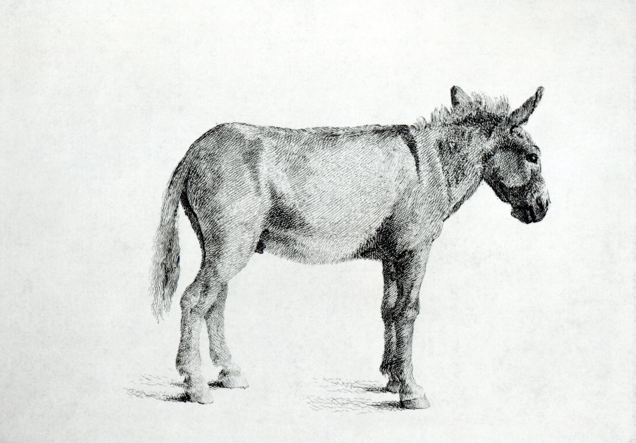 Ezel 1766 door George Stubbs