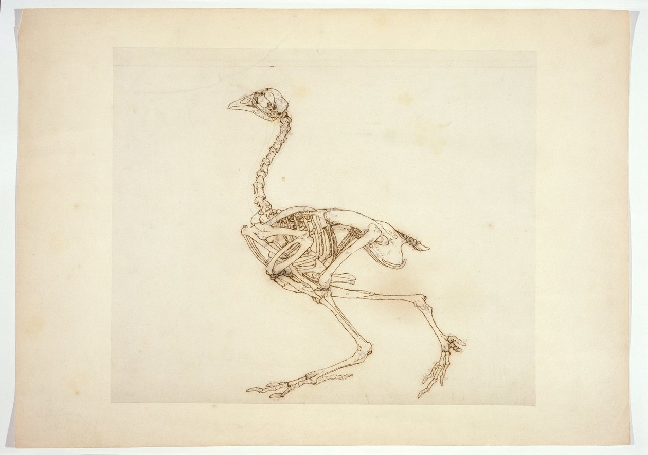Dorking Hen Skelet, Lateraal Aanzicht, uit 