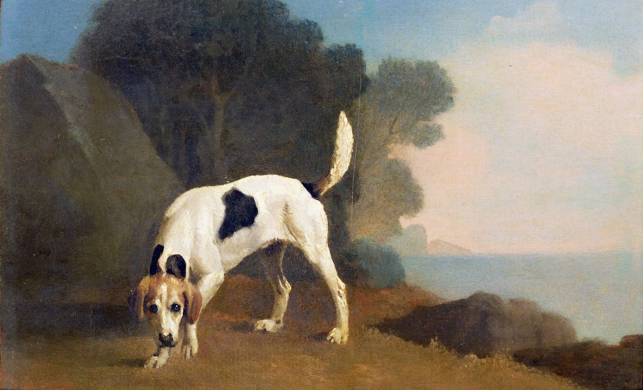 Foxhound op het spoor, c.1760 door George Stubbs
