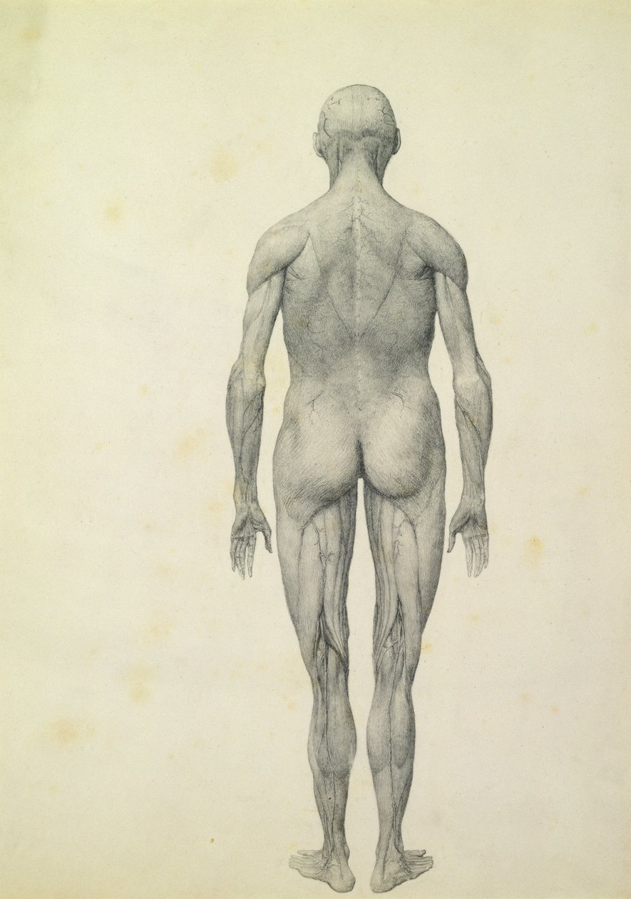 Het menselijk figuur, vooraanzicht, uit de serie 