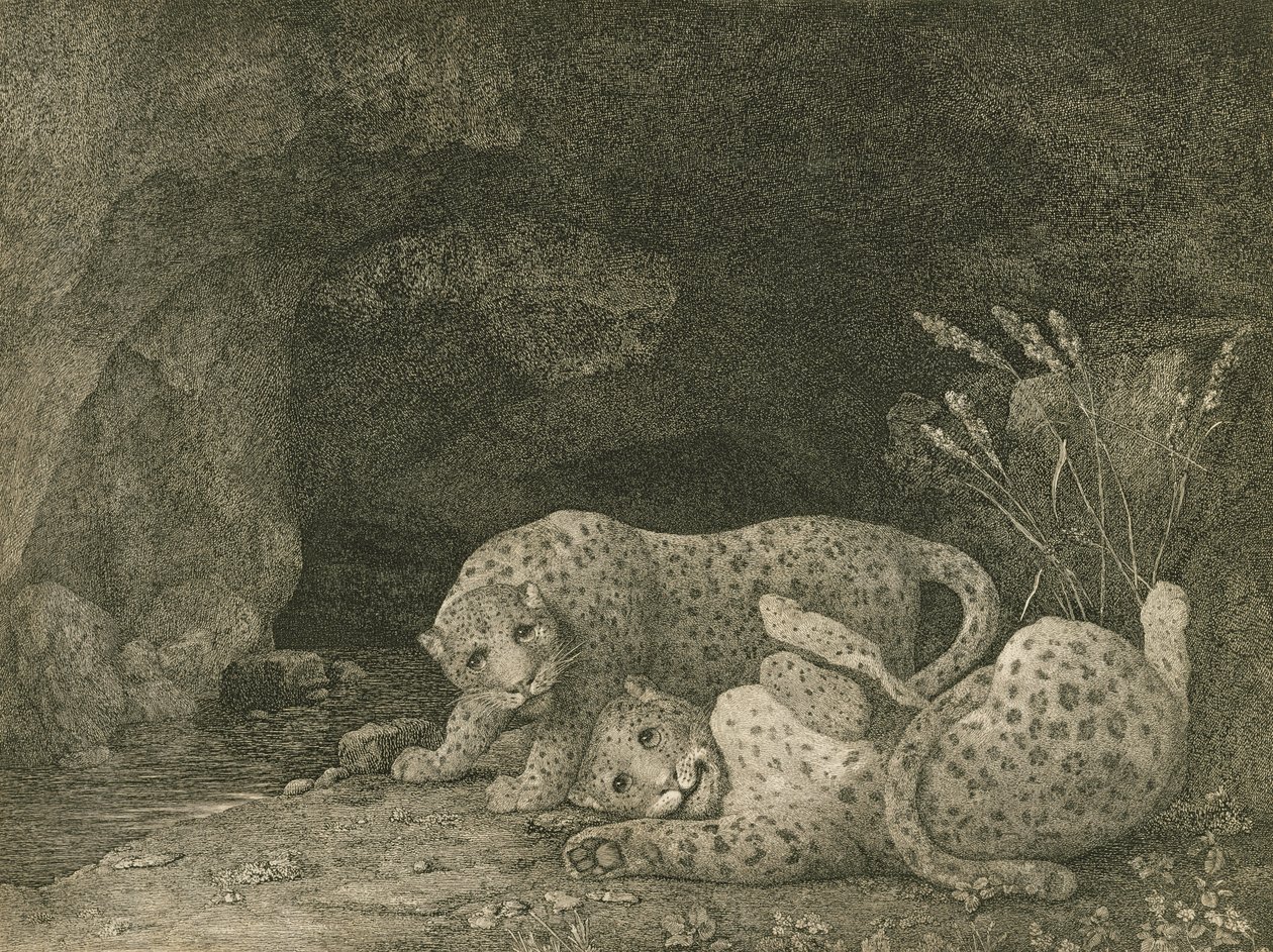 Tijgers aan het spelen, gegraveerd door de kunstenaar, gepubliceerd in 1789 door George Stubbs