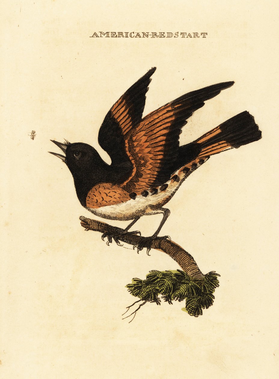 Amerikaanse roodstaart, Setophaga ruticilla door George (after) Edwards