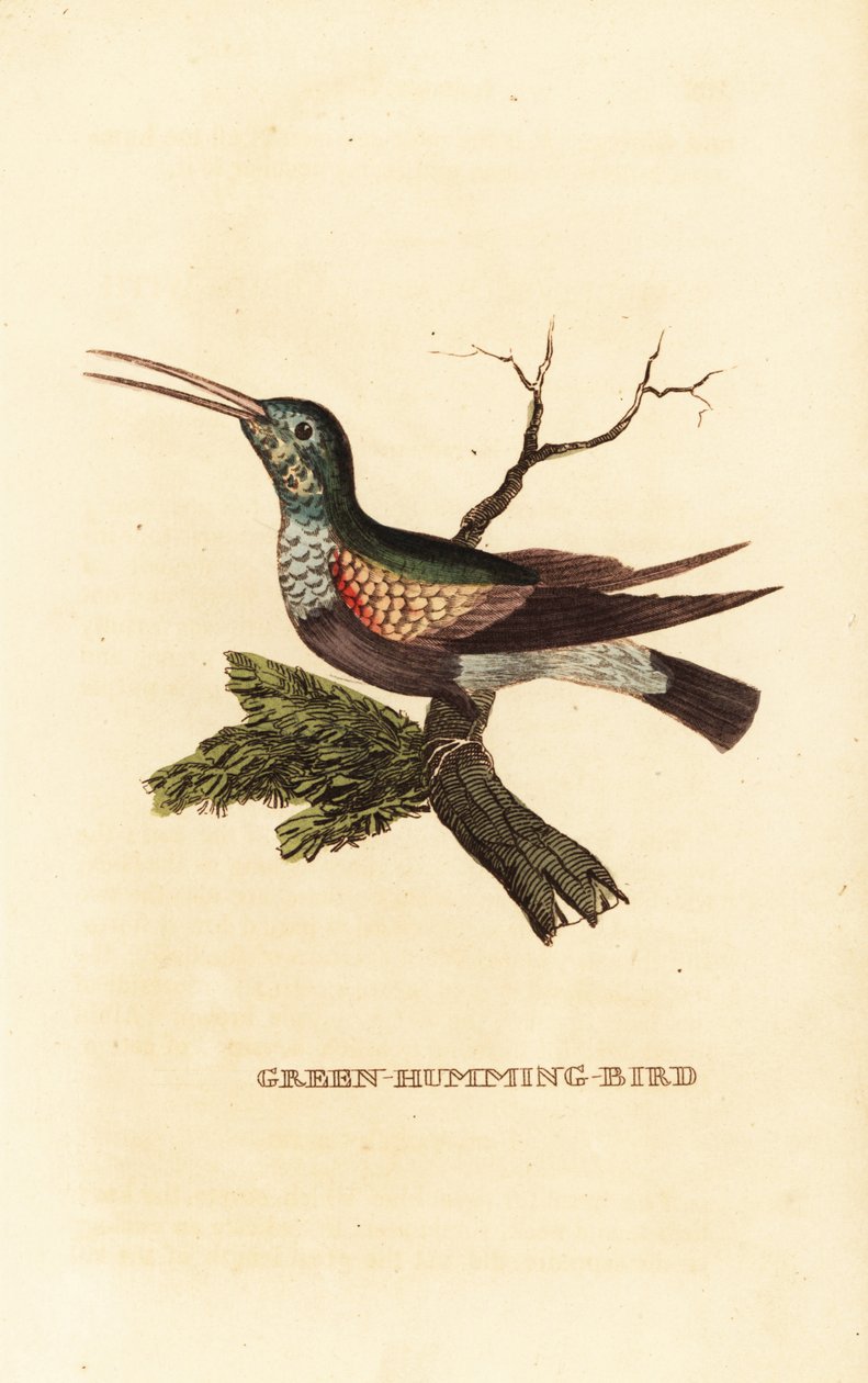 Zwartbuikkolibrie, Eupherusa nigriventris, vrouwtje door George (after) Edwards