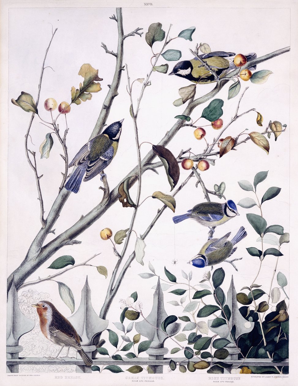 Roodborstje, koolmees (mannetje en vrouwtje) en pimpelmees (mannetje en vrouwtje), c.1841 door George (after) Shield
