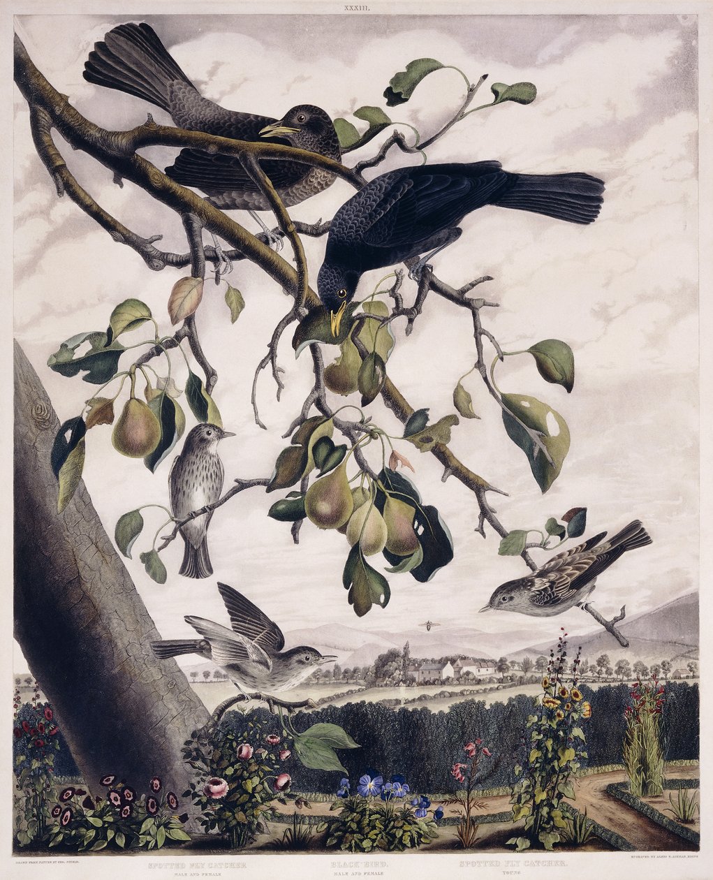 Gevlekte Vliegenvanger (Mannelijk en Vrouwelijk), Merel (Mannelijk en Vrouwelijk) en Gevlekte Vliegenvanger (Jong), ca. 1841 door George (after) Shield