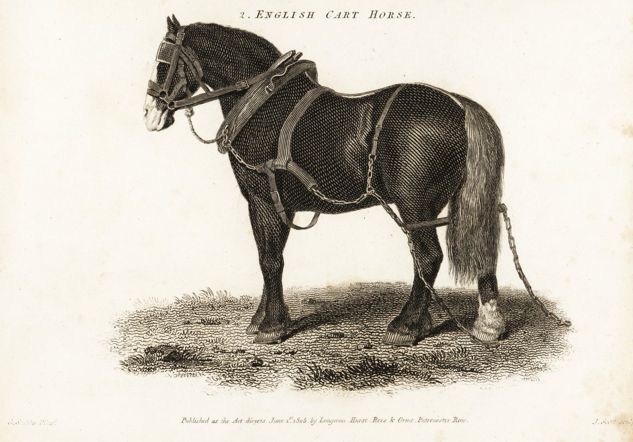 Engelse trekpaard of Shire trekpaard door George (after) Stubbs