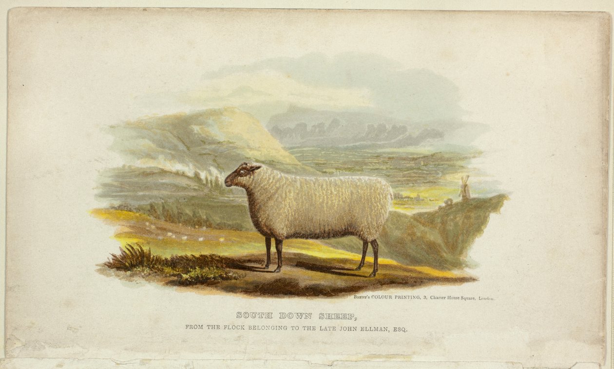 South Down-schapen door George Baxter