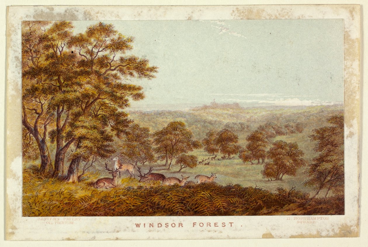 Windsor Forest - pocketboekversie door George Baxter