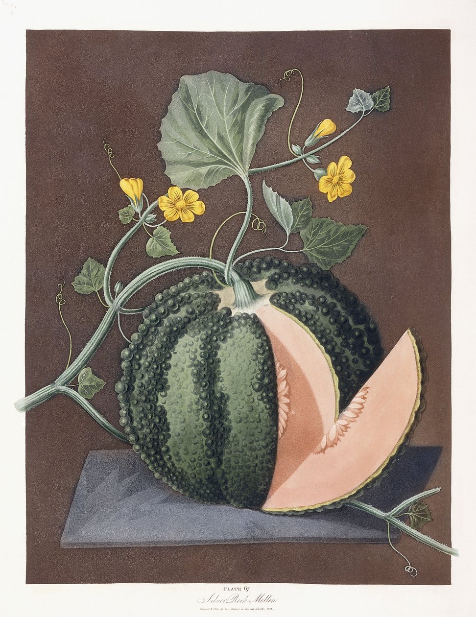 Zilveren rotsmeloen, 1812 door George Brookshaw