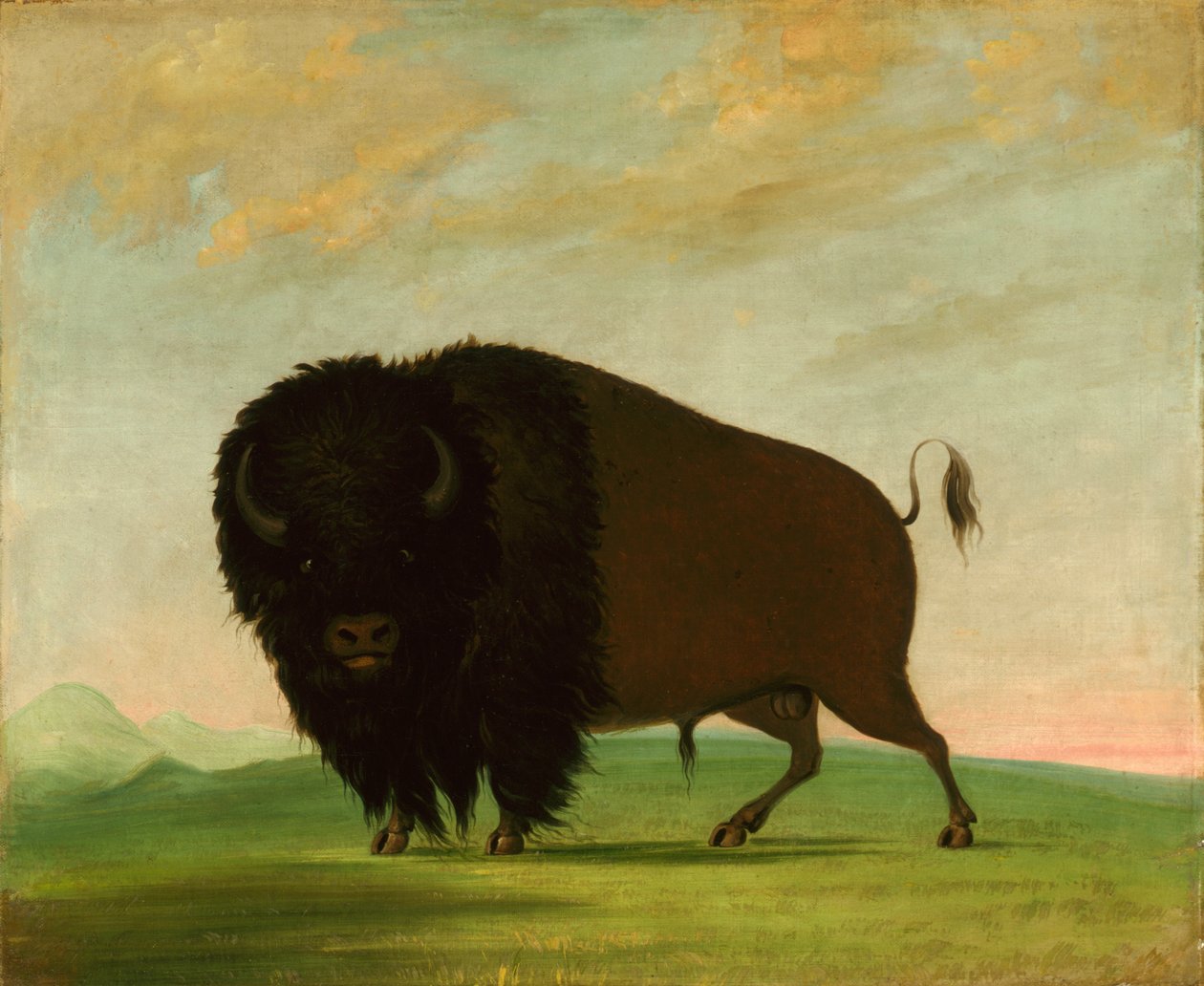 Buffelstier, Grazend op de Prairie, 1832-1833 door George Catlin